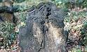 1994-03, Eliasfriedhof (30)
